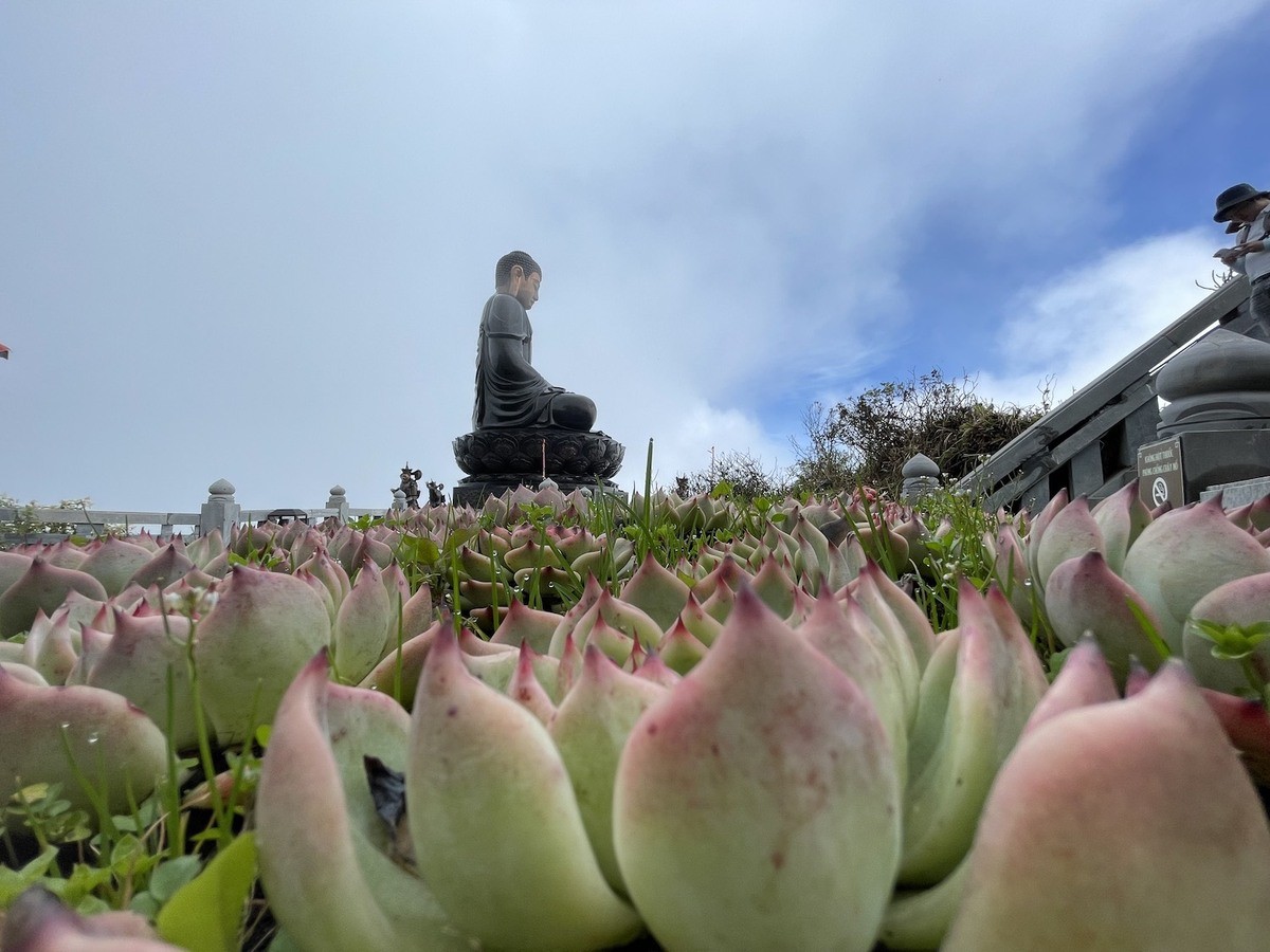 Brilliant Blooming Flowers Near Fansipan Peak