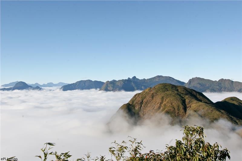 Brilliant Blooming Flowers Near Fansipan Peak