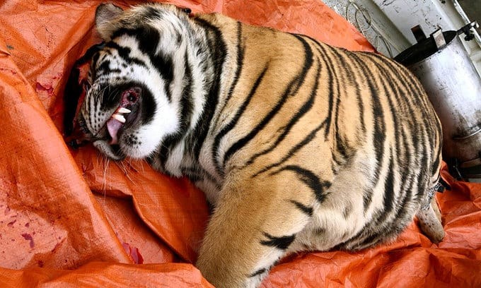 Dead Tiger Found inside a Freezer in Ha Tinh Province
