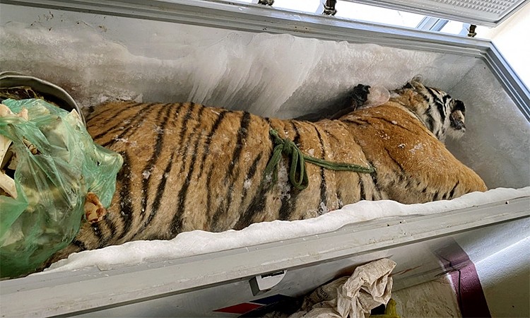 dead tiger found inside a freezer in ha tinh province