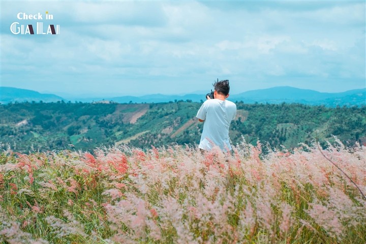 The Pink Grass Fields of Gia Lai