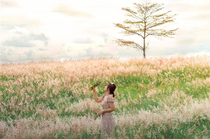 The Pink Grass Fields of Gia Lai