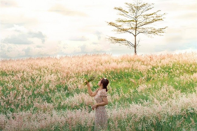 The Pink Grass Fields of Gia Lai