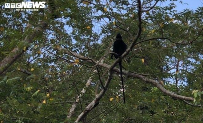 stray langurs attack passers by on roads