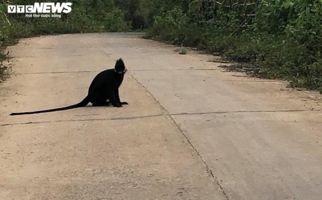 stray langurs attack passers by on roads