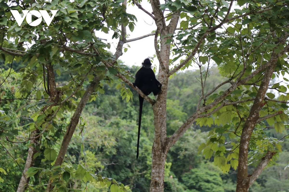 The langurs often jump onto the street all of a sudden to scare passers-by