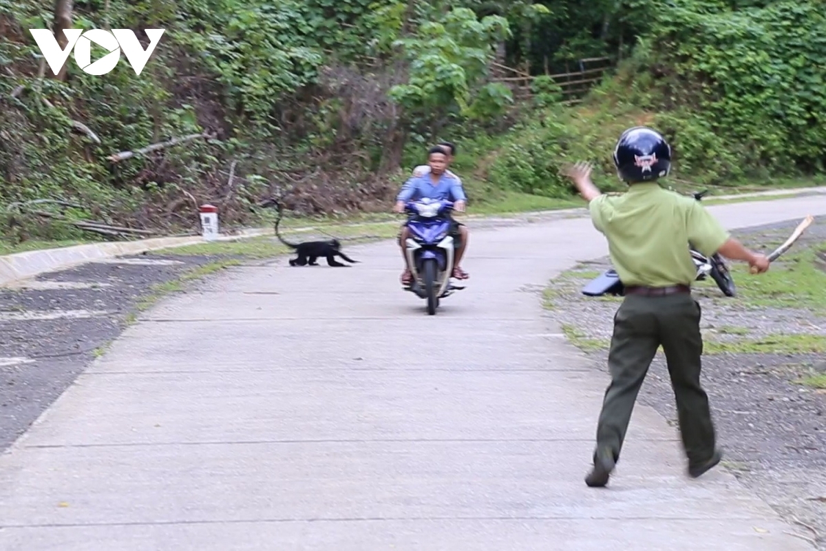 stray langurs attack passers by on roads