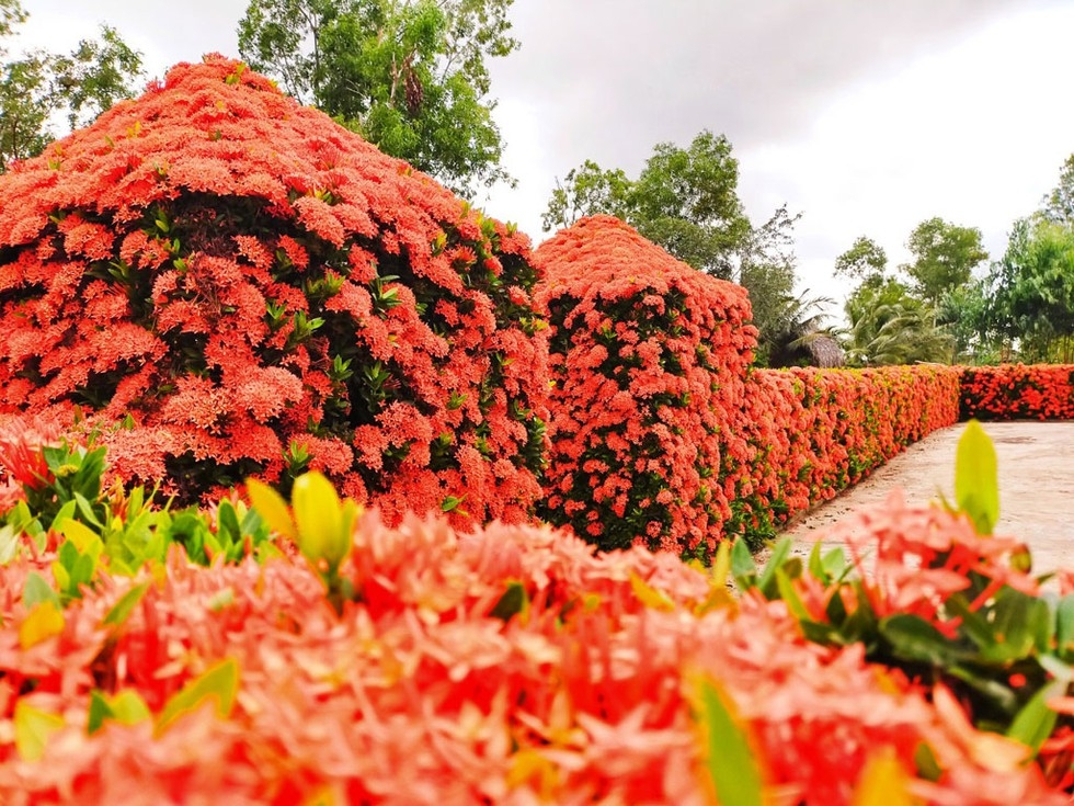 Rustic, charming reddish peony fence colors the small house