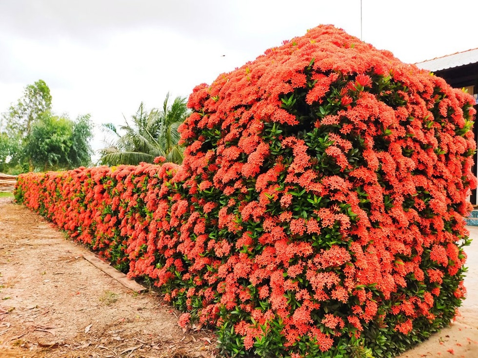 rustic charming reddish peony fence colors the small house