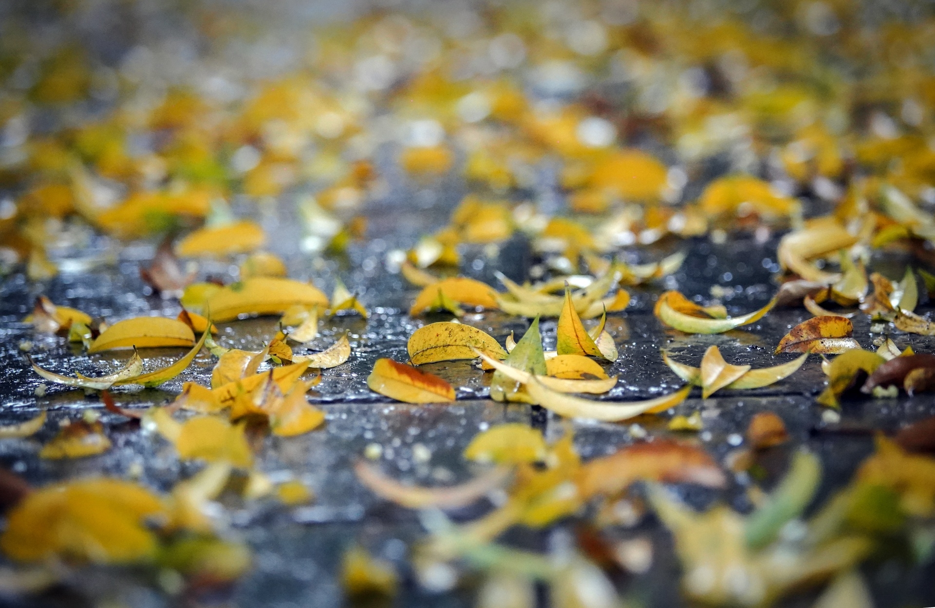 graceful hanoi in autumn days