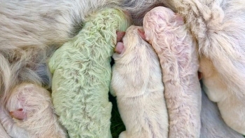 rare puppy born with green fur in italy