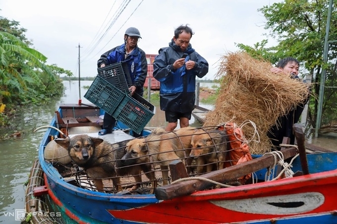 Locals evacuating their animals (Photo: VNE) 