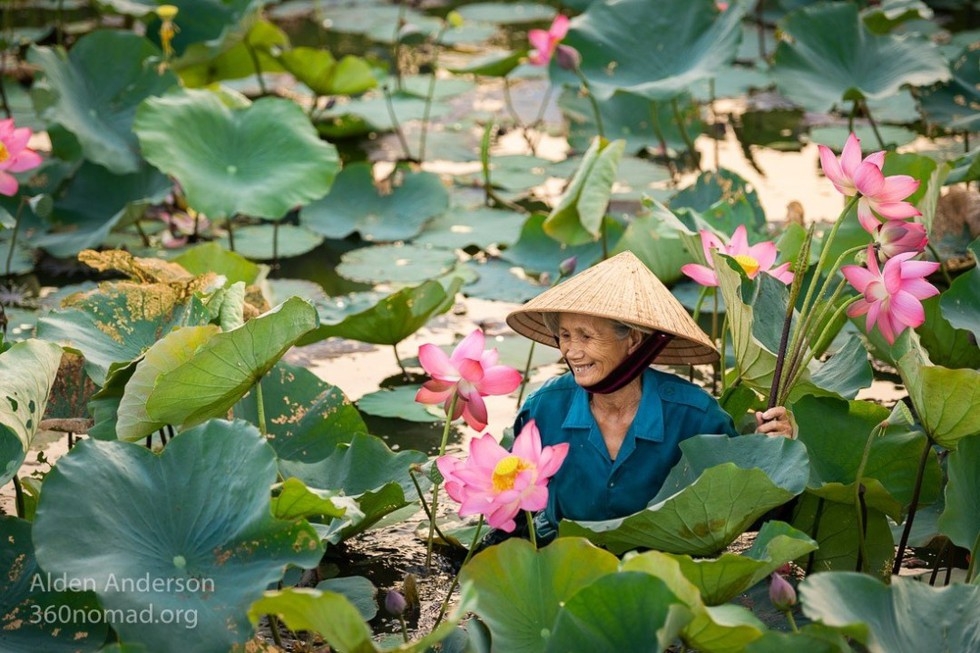 An old lady picking off lotus flower in Hoi An (Photo courtesy of Alden Anderson/ via Thanh Nien) 