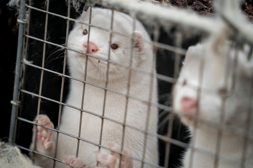 A mutant strain of the coronavirus linked to minks could risk the success of impending vaccines (Photo: New York Post) 