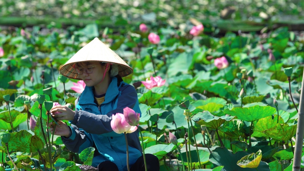 Lotus cuisine in Ninh Binh, a feast for visitors' soul