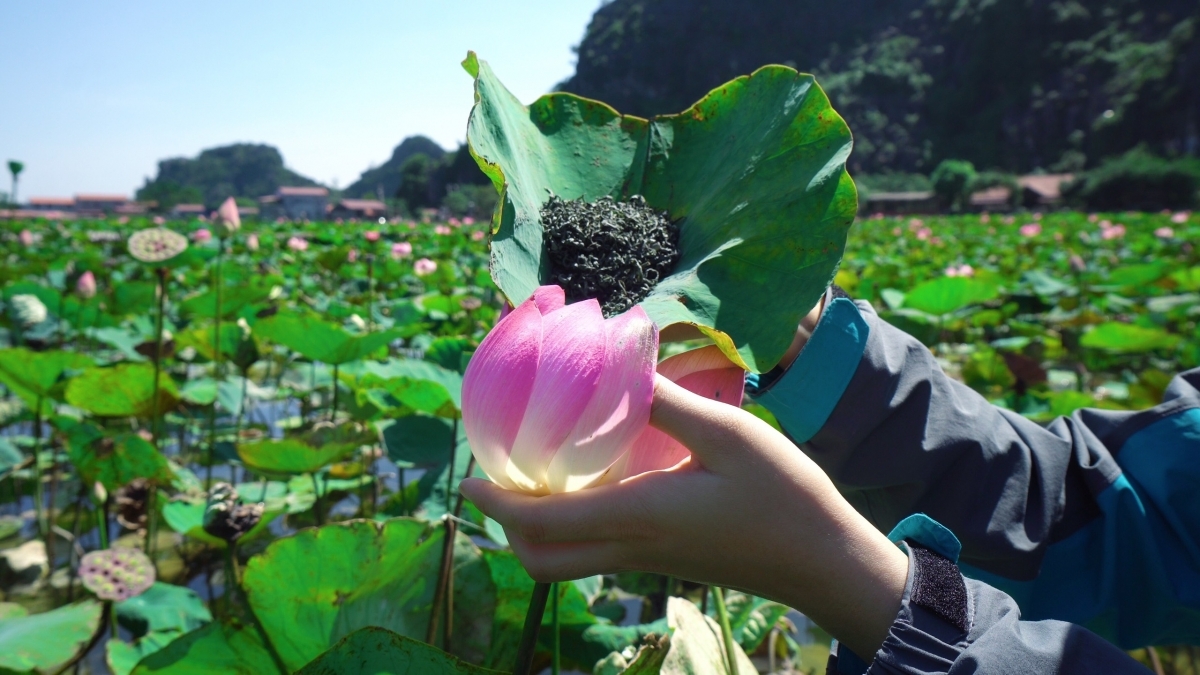 Lotus cuisine in Ninh Binh, a feast for visitors' soul