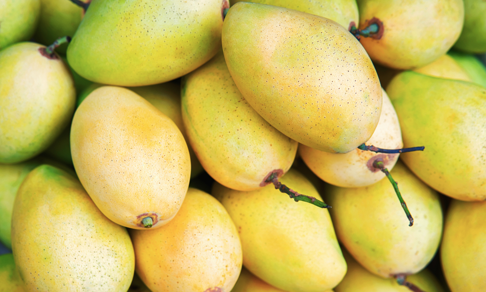 Mango is Vietnam’s sixth fresh fruit licensed to be exported to the U.S. after dragon fruit, rambutan, longan, lychee, and star apple (Photo: VNE) 