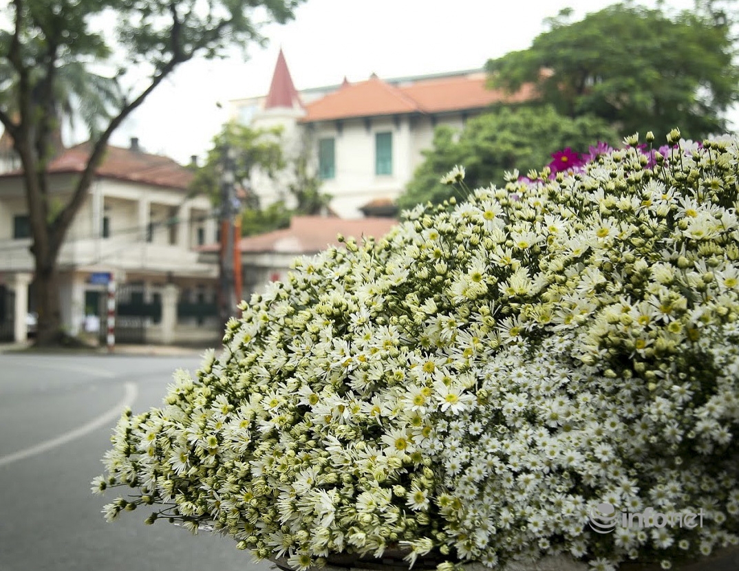 Hanoi turns on romantic mode with white daisy covering almost every street corners