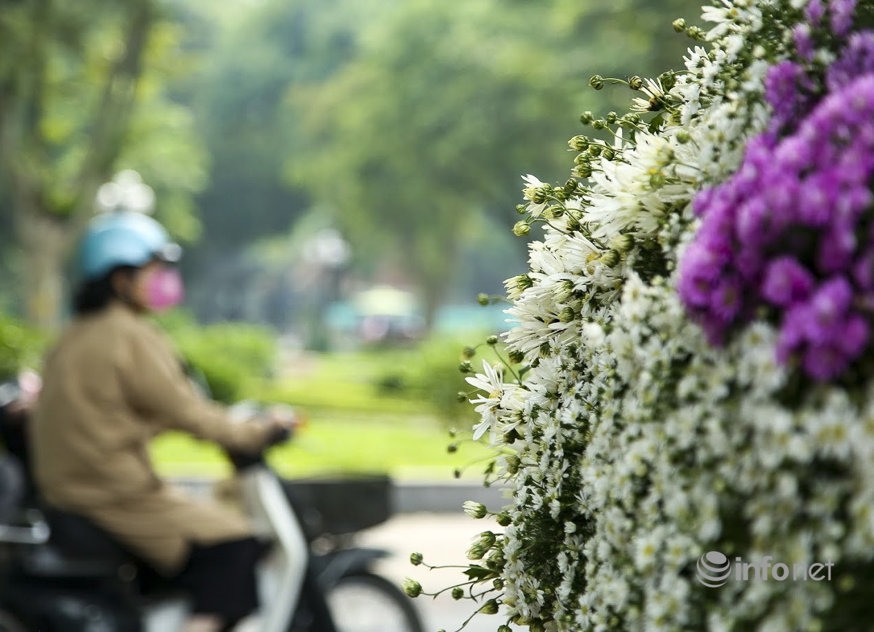 Hanoi turns on romantic mode with white daisy covering almost every street corners