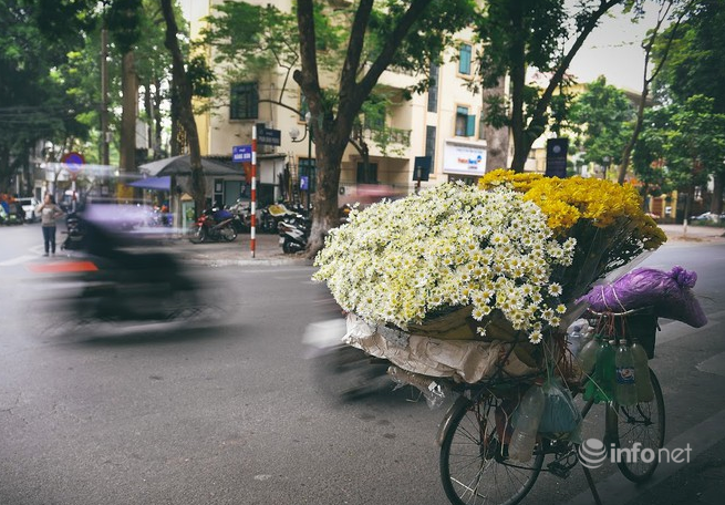 Hanoi turns on romantic mode with white daisy covering almost every street corners