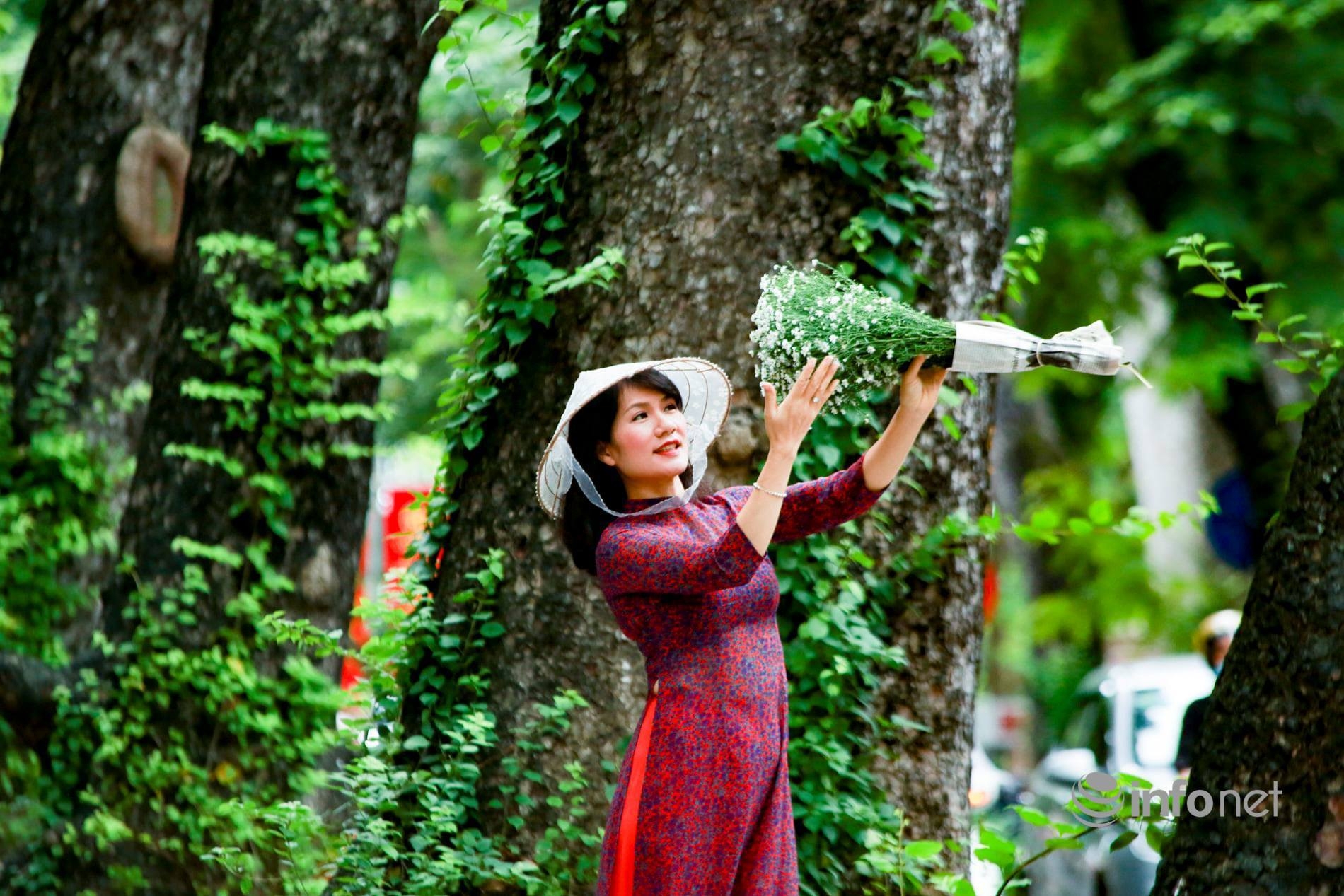 Hanoi turns on romantic mode with white daisy covering almost every street corners