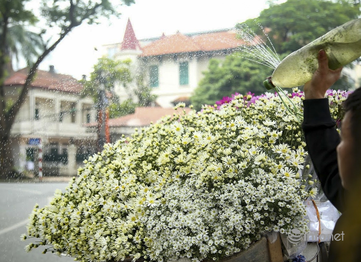 Hanoi turns on romantic mode with white daisy covering almost every street corners