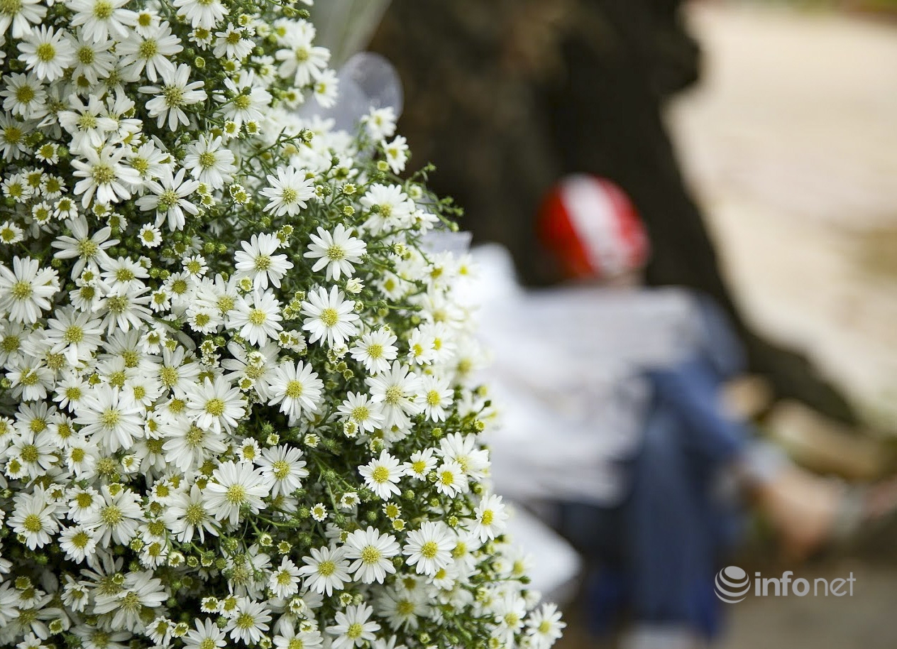 Hanoi turns on romantic mode with white daisy covering almost every street corners