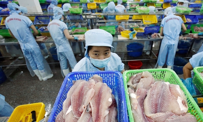 Workers make fillets of catfish at a factory in the southern city of Can Tho. (Photo: Kham) 