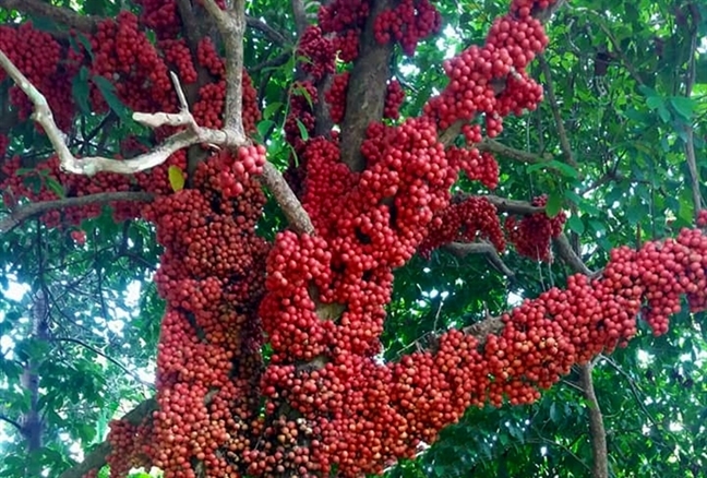 A glimpse at the gorgeous Van Hoa pleatau, southern Vietnam