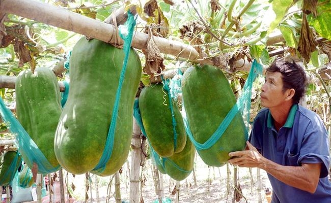 Weirdly giant fruits in Vietnam lesser known to local people