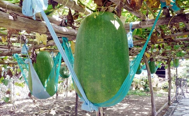 Weirdly giant fruits in Vietnam lesser known to local people