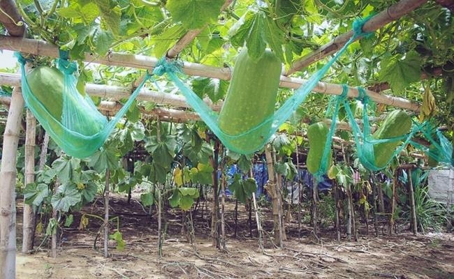 Weirdly giant fruits in Vietnam lesser known to local people