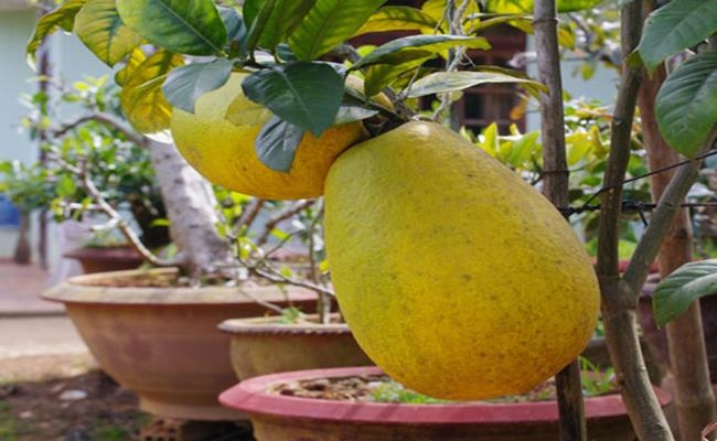 Weirdly giant fruits in Vietnam lesser known to local people