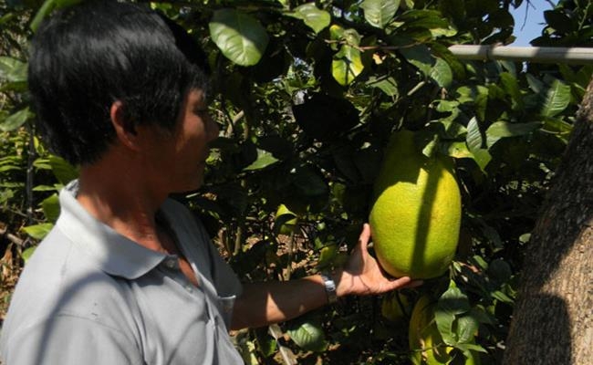 Weirdly giant fruits in Vietnam lesser known to local people