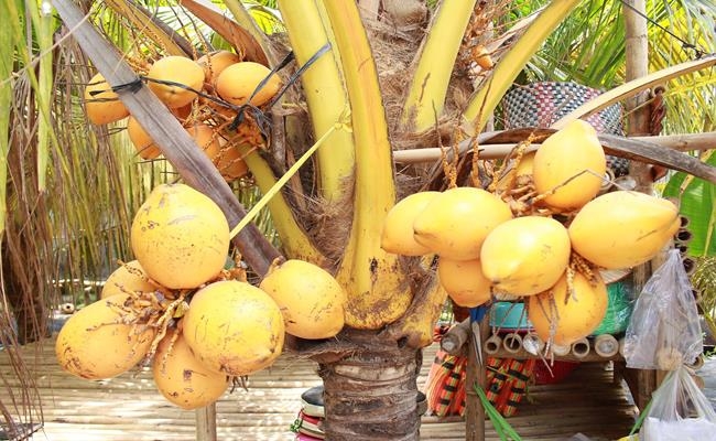 Weirdly giant fruits in Vietnam lesser known to local people