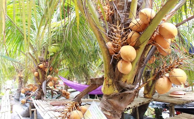 Weirdly giant fruits in Vietnam lesser known to local people