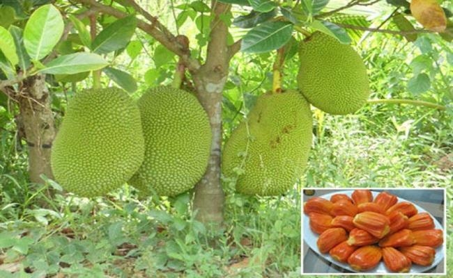 Weirdly giant fruits in Vietnam lesser known to local people