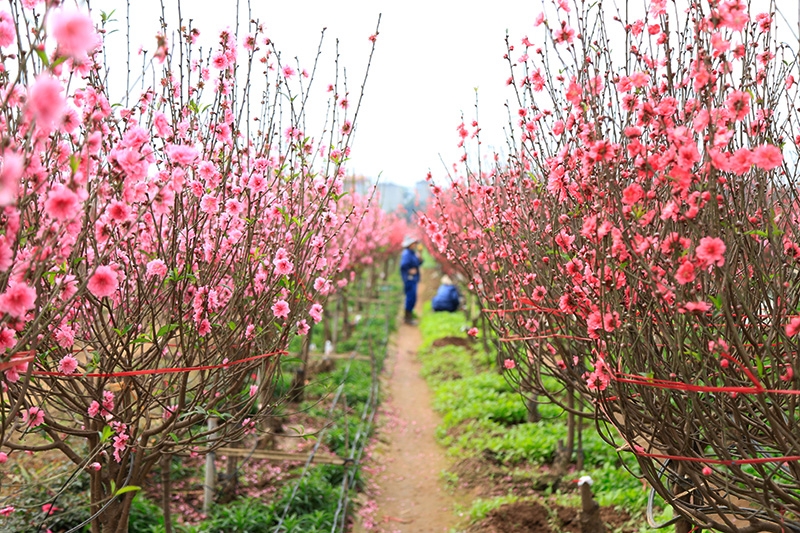 Peach blossom is the most iconic flower of Tet in Vietnam (Photo: Nhip Song Ha Noi) 