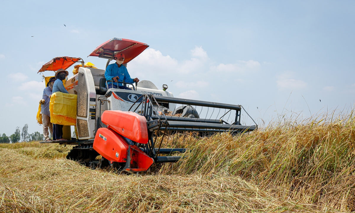 A worker harvesting rice on the field (Photo: VNE) 