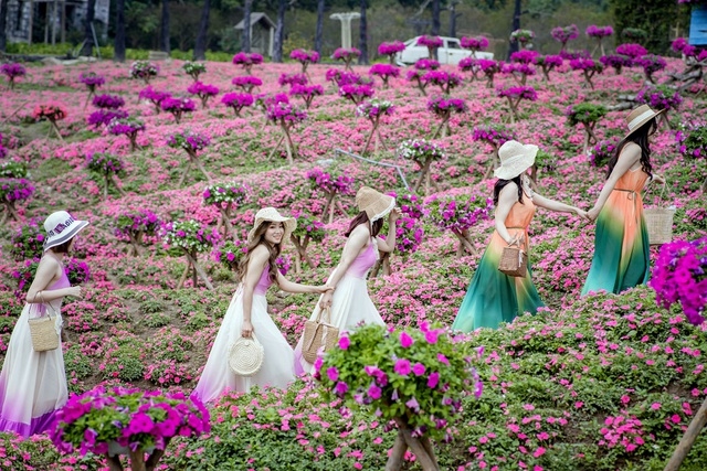 Purple carpet of impatiens walleriana for a sense of romance in Hanoi