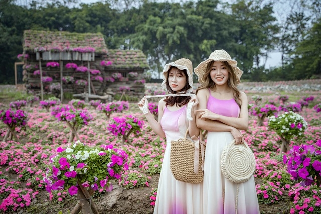 Purple carpet of impatiens walleriana for a sense of romance in Hanoi
