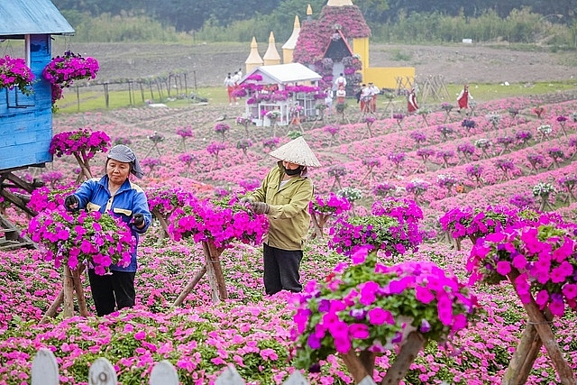 Purple carpet of impatiens walleriana for a sense of romance in Hanoi