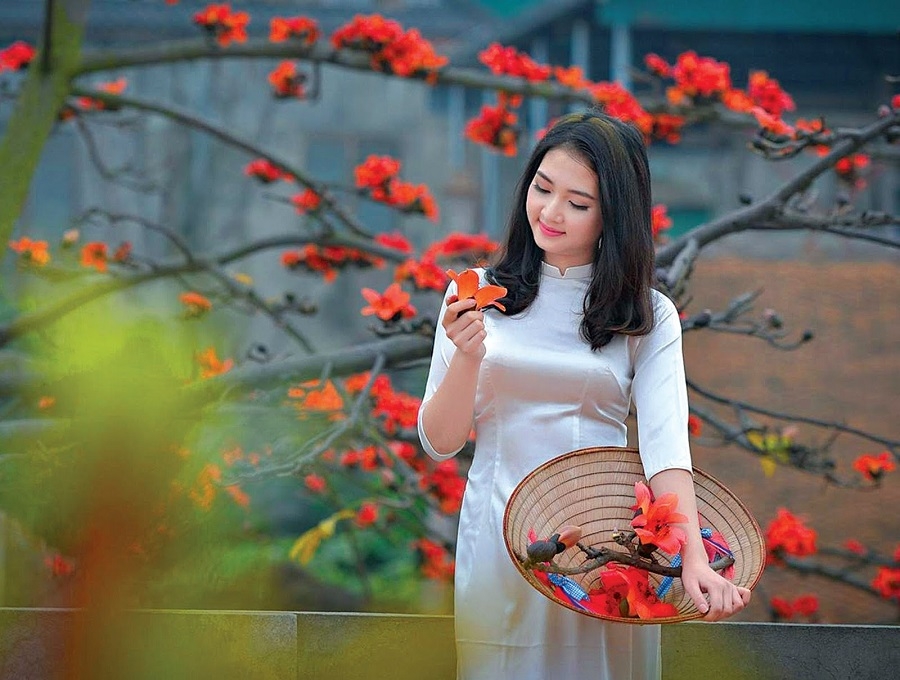 Stunninng beauty of red silk cotton flowers in March