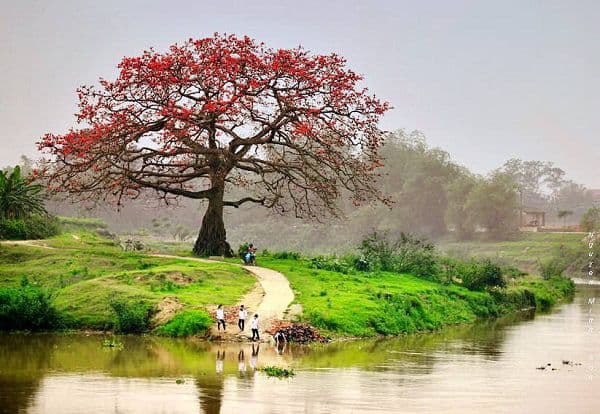 Stunninng beauty of red silk cotton flowers in March