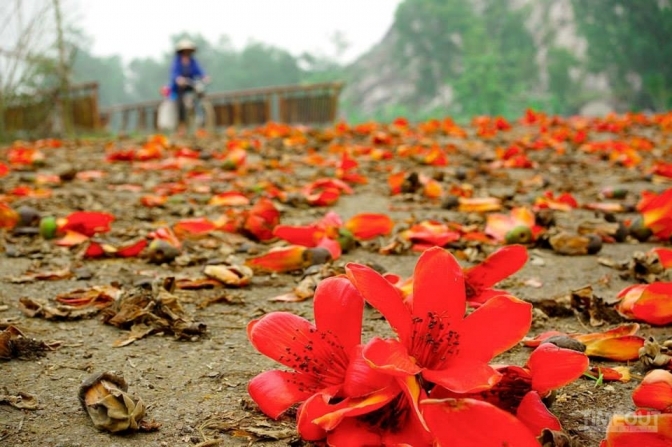 Stunninng beauty of red silk cotton flowers in March