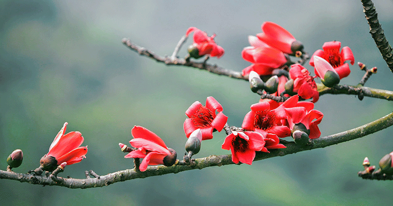 Stunninng beauty of red silk cotton flowers in March