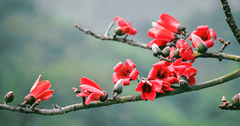 stunninng beauty of red silk cotton flowers in march