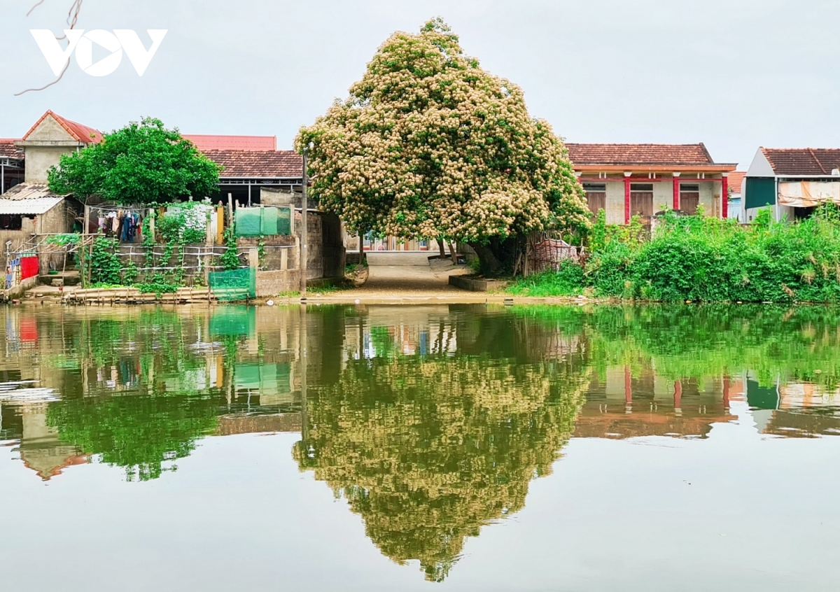 In photos: Rustic beauty of caper flowers on the Kien Giang riverbank