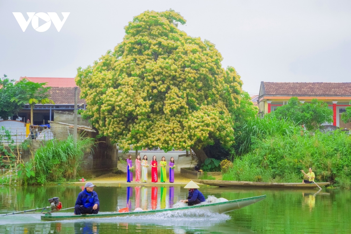 In photos: Rustic beauty of caper flowers on the Kien Giang riverbank