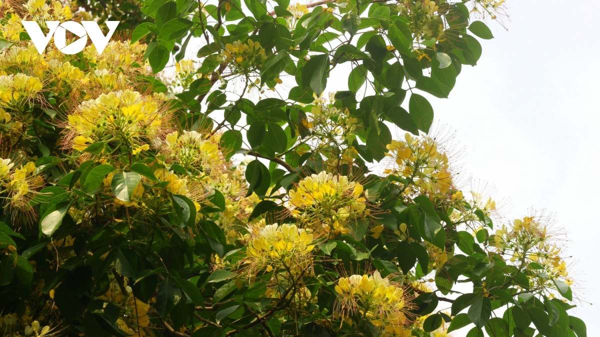 In photos: Rustic beauty of caper flowers on the Kien Giang riverbank